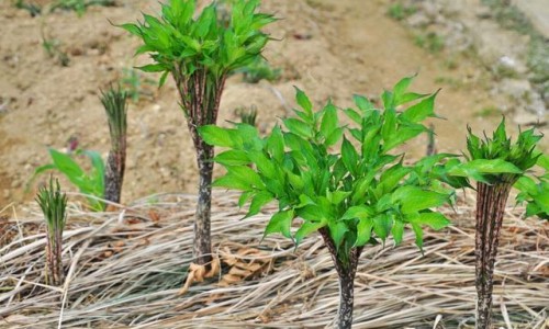 复方鸡内金片的副作用及禁忌-复方鸡内金片药 图片网 | 复方鸡内金片治什么病,复方鸡内金片的副作用及禁忌